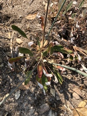 Eriogonum nudum auriculatum