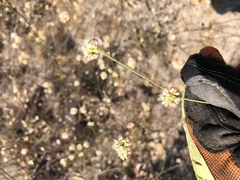 Eriogonum nudum auriculatum