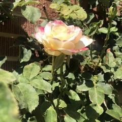Rosa