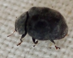 Rhyzobius forestieri