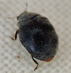 Rhyzobius forestieri