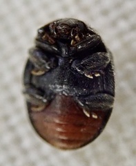 Rhyzobius forestieri