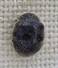 Rhyzobius forestieri