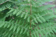 Dennstaedtia