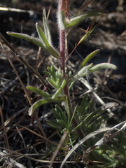 Castilleja angustifolia