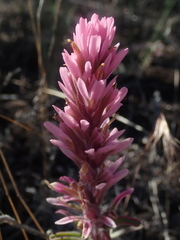 Castilleja angustifolia
