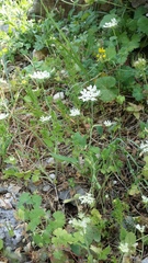Tordylium officinale