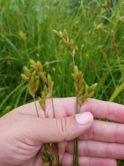 Carex scoparia