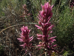 Castilleja angustifolia