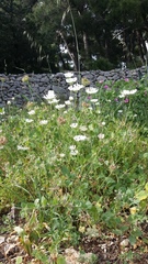 Tordylium officinale