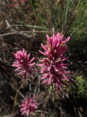 Castilleja angustifolia