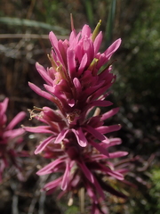 Castilleja angustifolia