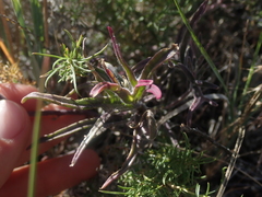 Castilleja angustifolia