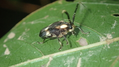 Cuicirama cayennensis