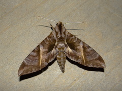 Eumorpha anchemolus