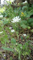 Tordylium officinale