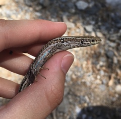 Podarcis cretensis