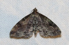 Melanomma auricinctaria