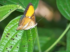 Adelpha cytherea cytherea