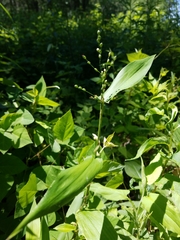 Dichanthelium latifolium