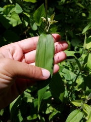 Dichanthelium latifolium