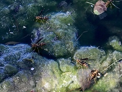 Polistes arizonensis