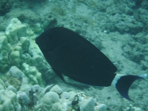 Dark Surgeonfish