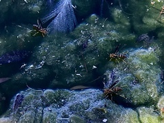 Polistes arizonensis