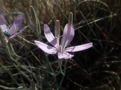 Lygodesmia grandiflora dianthopsis