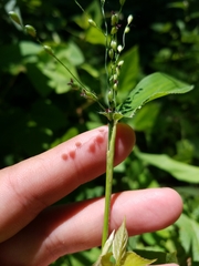 Dichanthelium latifolium