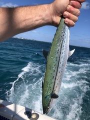 Scomberomorus regalis