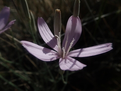 Lygodesmia grandiflora dianthopsis