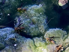 Polistes arizonensis