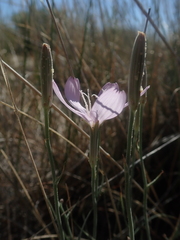 Lygodesmia grandiflora dianthopsis
