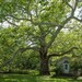 American Sycamore - Photo (c) isteve, some rights reserved (CC BY-NC)