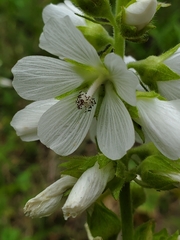 Sidalcea candida