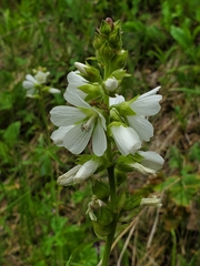 Sidalcea candida