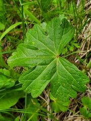 Sidalcea candida