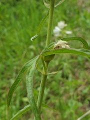 Sidalcea candida