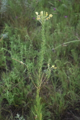 Oenothera clelandii