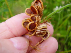 Tordylium officinale