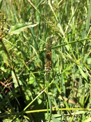 Alopecurus aequalis sonomensis