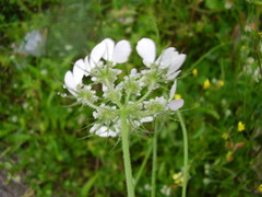 Tordylium officinale