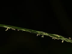 Muhlenbergia tenuiflora