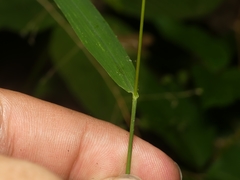 Muhlenbergia tenuiflora