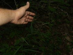 Muhlenbergia tenuiflora