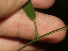 Muhlenbergia tenuiflora