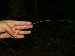 Muhlenbergia tenuiflora