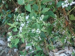 Chromolaena odorata