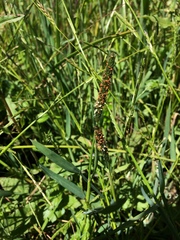 Alopecurus aequalis sonomensis